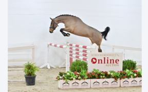 Nuova Asta Online Schockemöhle Young Jumpers (online now)