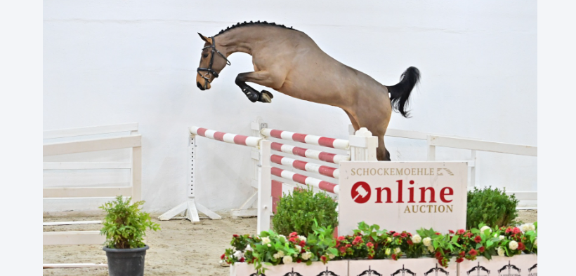 Nuova Asta Online Schockemöhle Young Jumpers (online now)