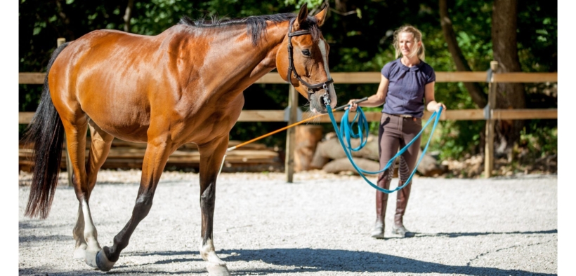 Nuovo sondaggio delle European Equestrian Federation (EEF) sui metodi di allenamento 1