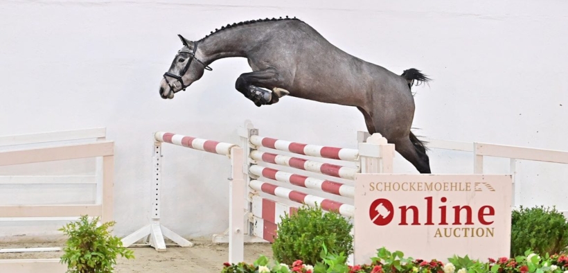 Schockemöhle Online Auction: in Italia il top price per 132.000 euro