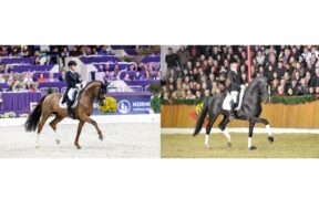 Disponibili gli stalloni Danciano e Golden Romance Malleret PS 3