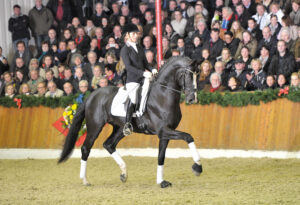 Disponibili gli stalloni Danciano e Golden Romance Malleret PS sono disponibili