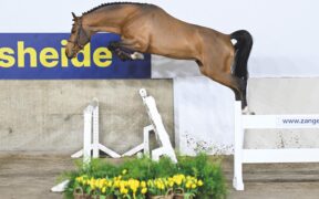 Dourking Hero Z si aggiunge agli stalloni di Schockemöhle