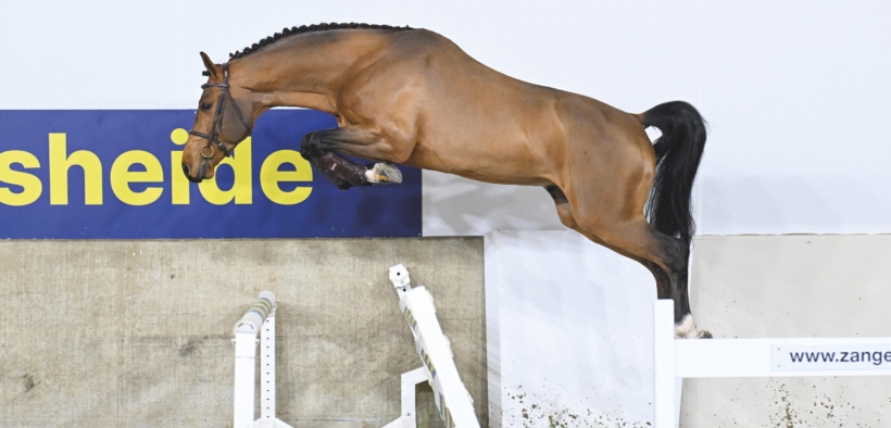 Dourking Hero Z si aggiunge agli stalloni di Schockemöhle