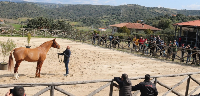 Fise Sardegna sospende le manifestazioni equestri dei circuiti Asvi
