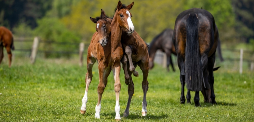 Gli annuari degli stalloni tedeschi sono ora accessibili online a tutti