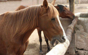 I vizi redibitori e l'aliud pro alio nella compravendita di cavalli