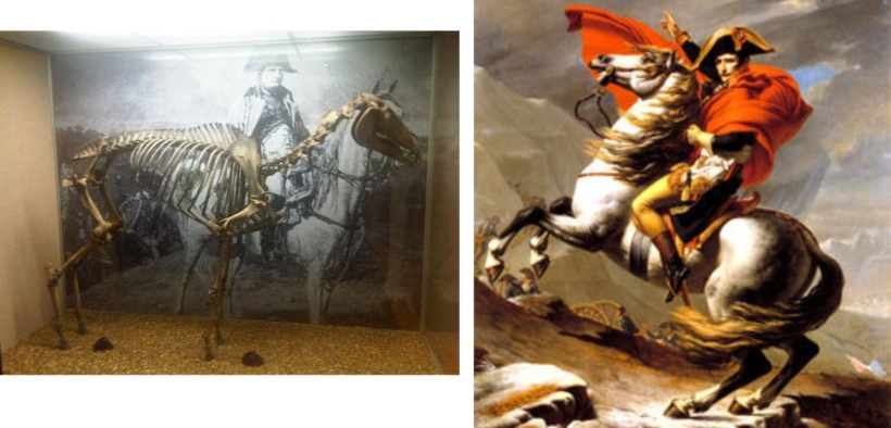 Il celebre cavallo "bianco" di Napoleone era grigio!