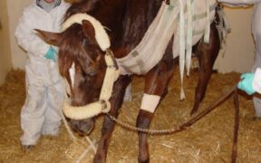 La Germania renderà facoltativa la vaccinazione contro l’EHV-1