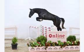 Nuova Asta Online Schockemöhle Young Jumpers (fino al 30 aprile)