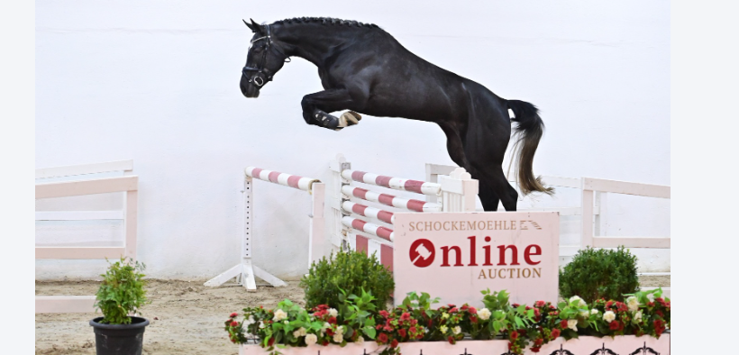 Nuova Asta Online Schockemöhle Young Jumpers (fino al 30 aprile)