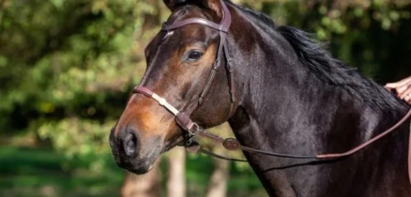 Nuova sfida nel mondo dell'equitazione della Federazione Francese