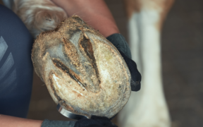 Nuovi sviluppi per le scarpette in 3D