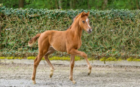 Primi puledri dello stallone Viva Romance PS a Mühlen
