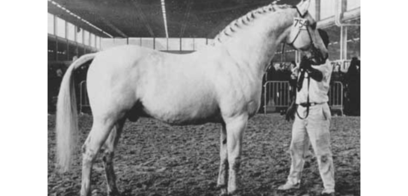 Rigoletto (1482 NWP)   