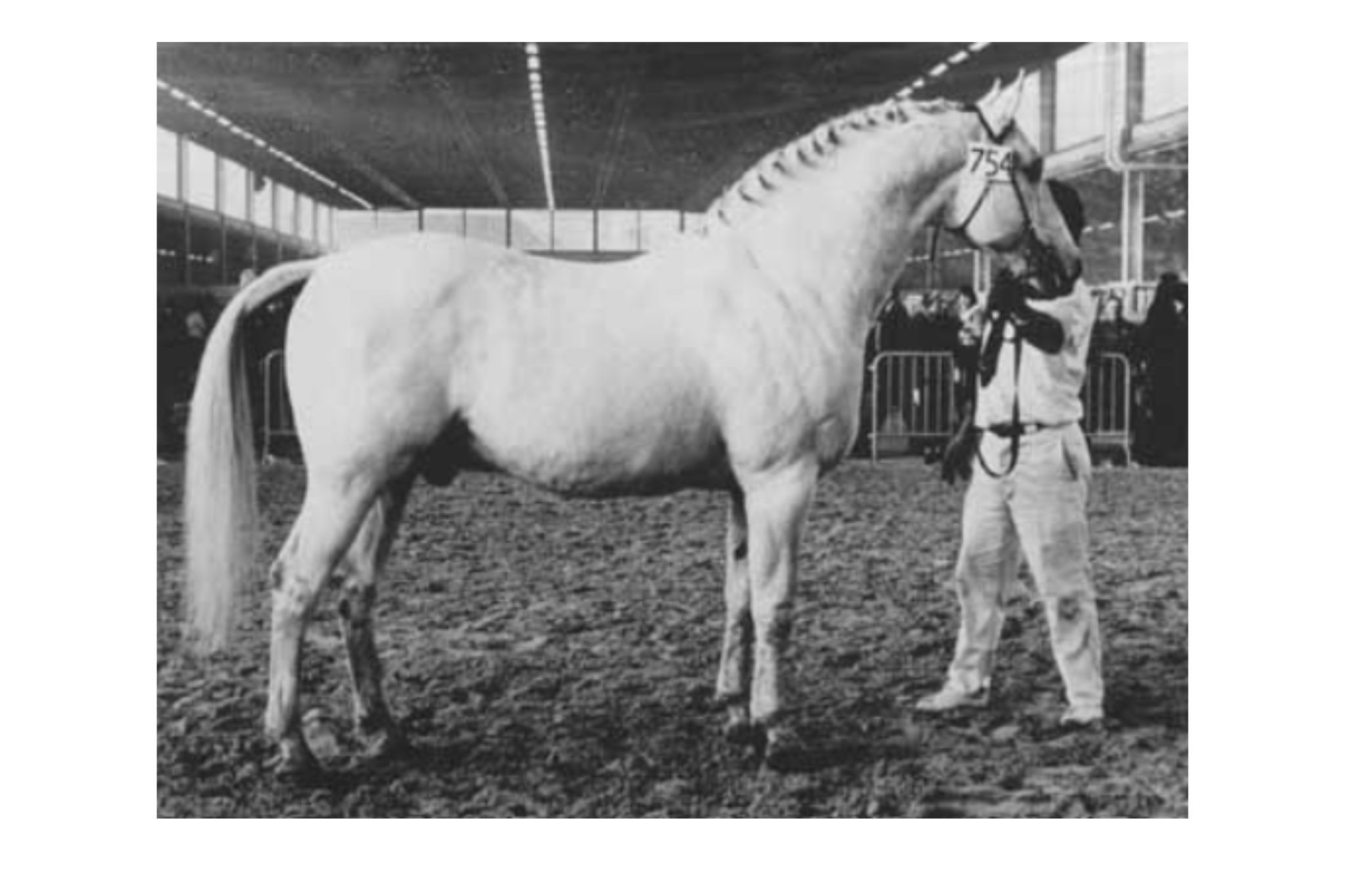 Rigoletto (1482 NWP)   