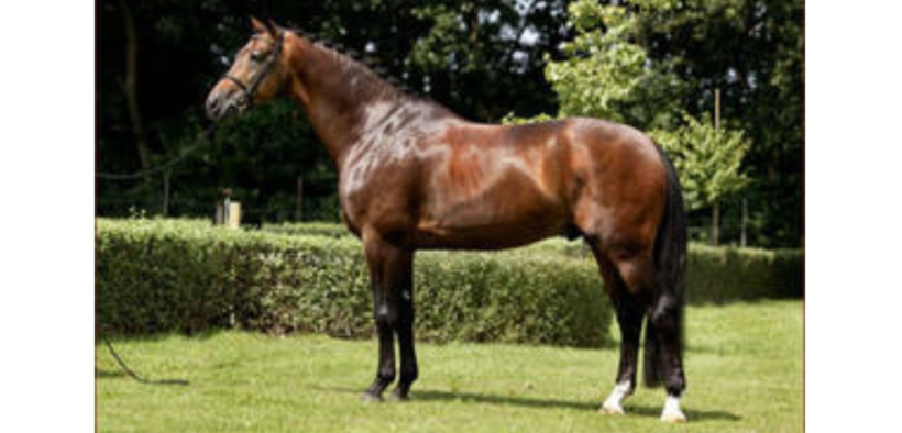 Rousseau (Rambo, Harmony’s Rousseau)