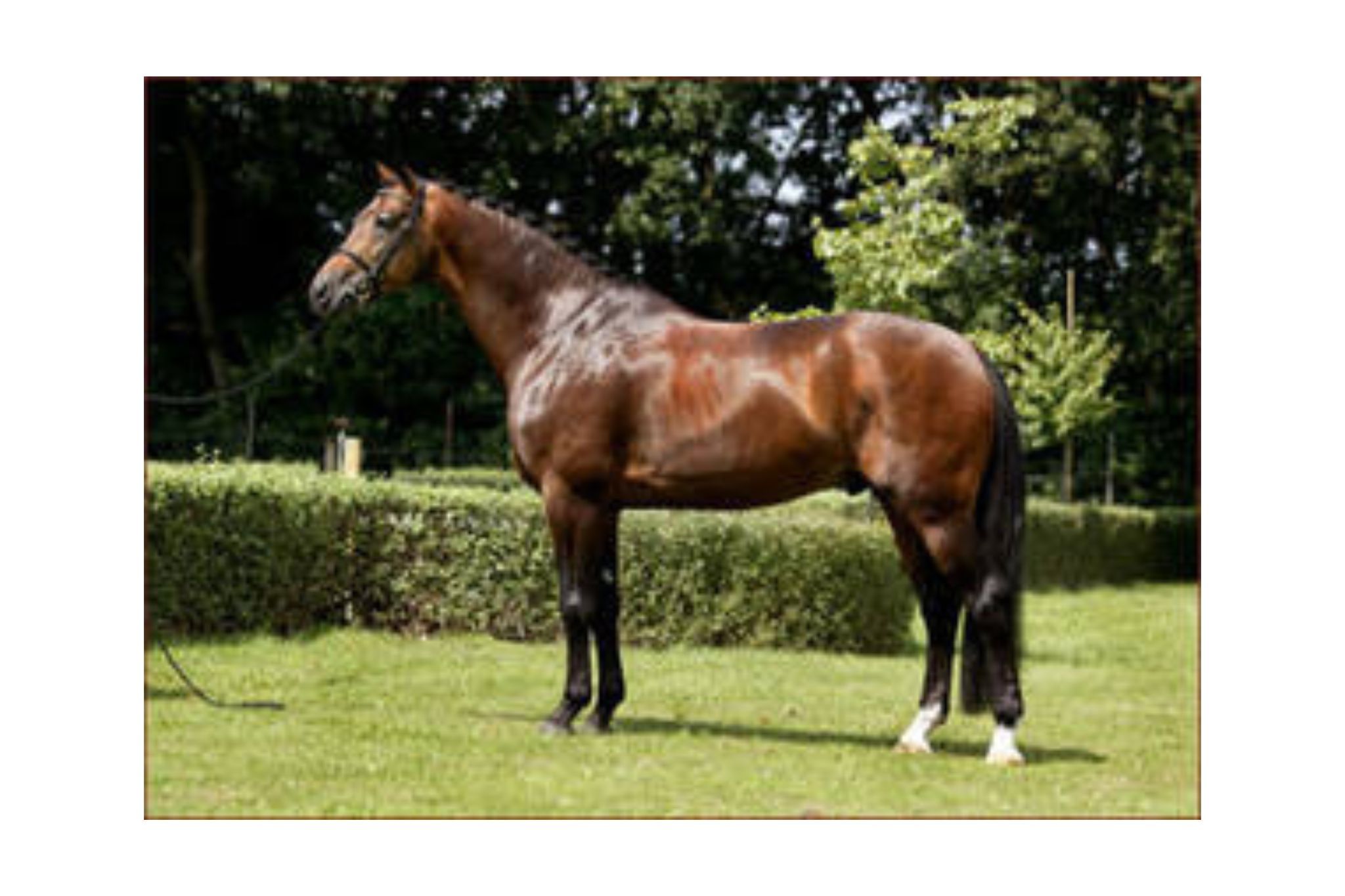 Rousseau (Rambo, Harmony’s Rousseau)