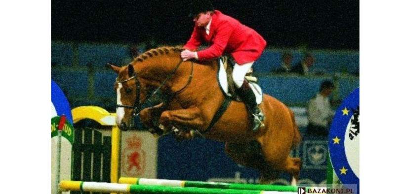 Tangelo van de Zuuthoeve (Otangelo)