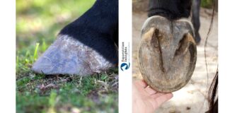 Benefici, modalità e gestione del cavallo in Barefoot