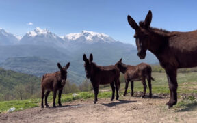 CAITPR presente alla giornata della biodiversità di interesse agrario a Teramo