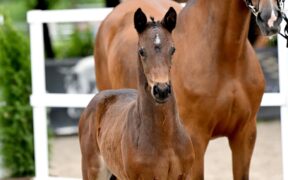 L’asta online Schockemöhle-Helgstrand presenta le migliori linee di sangue