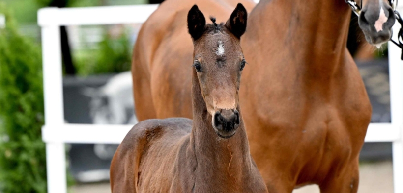 L’asta online Schockemöhle-Helgstrand presenta le migliori linee di sangue