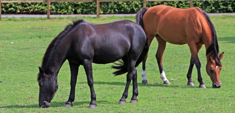 Masaf: nuovo piano di comunicazione per migliorare l'immagine del settore ippico