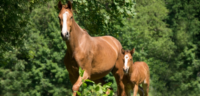 Novità nel mondo allevatoriale: strumenti di selezione genomica per i cavalli