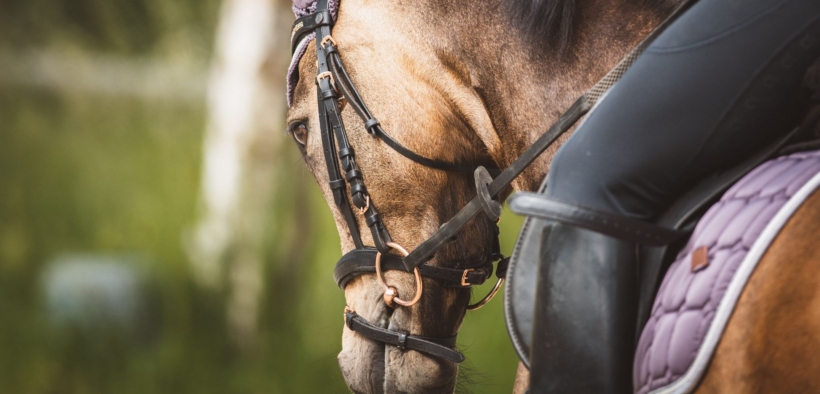 Quali sono i cavalieri che gareggiano con più cavalli giovani nel mondo?