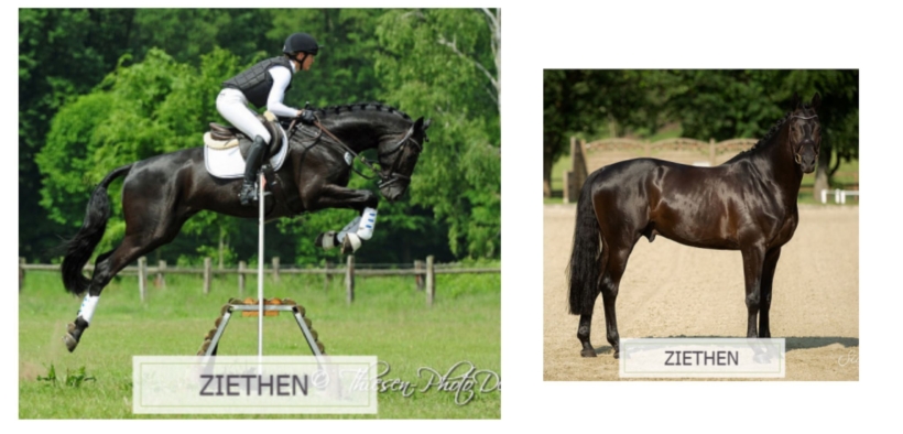 Sweetwaters Ziethen TSF (Ziethen)