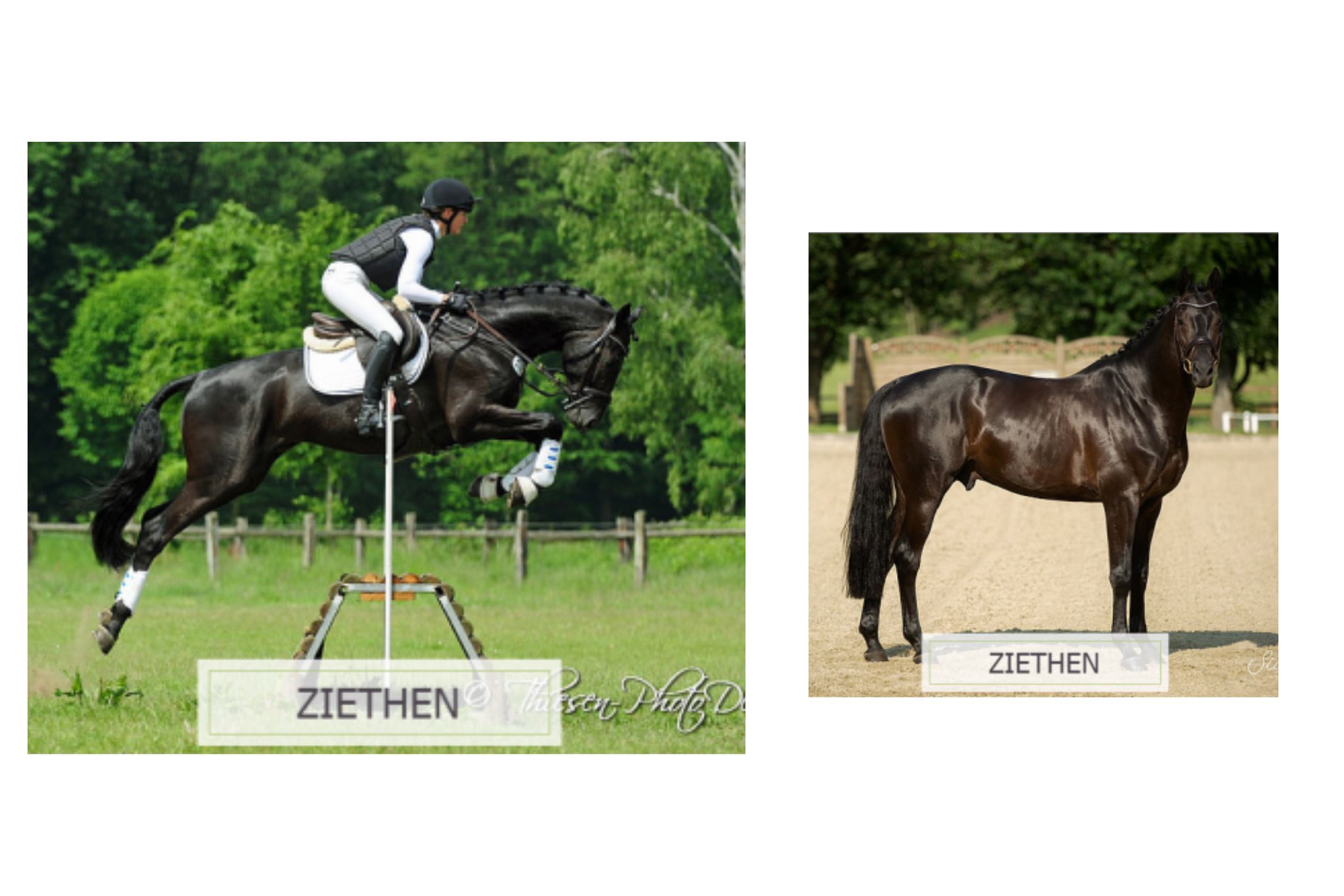 Sweetwaters Ziethen TSF (Ziethen)