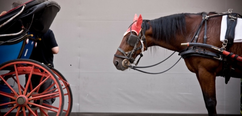 Un’ex vetturina di Caserta è stata condannata ad un anno di reclusione