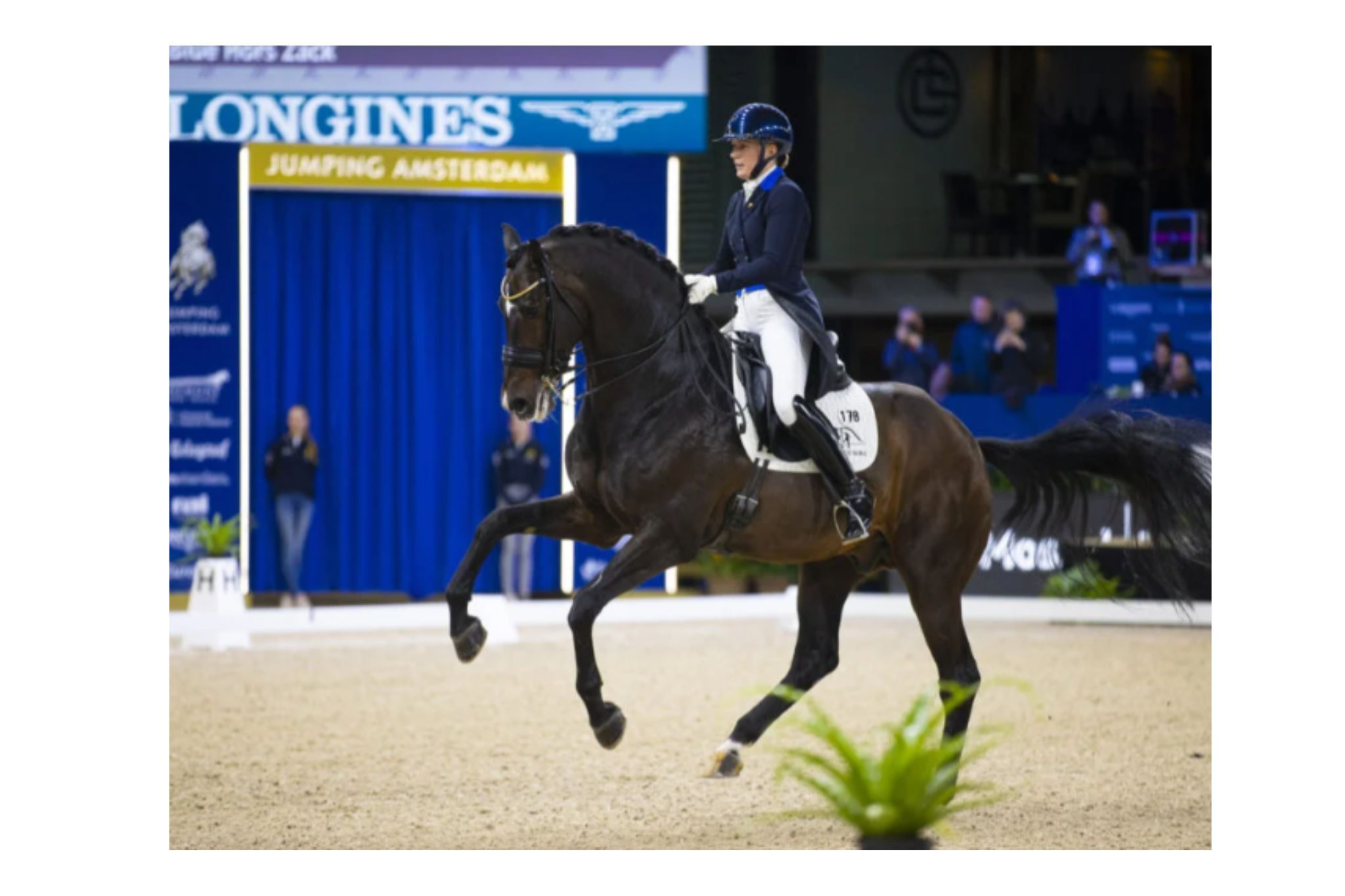 Zack (Zagreb - 95316 - Blue Hors Zack)