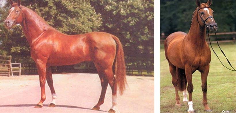 Zeus (Norzeus - Gordios)