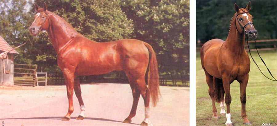 Zeus (Norzeus - Gordios)