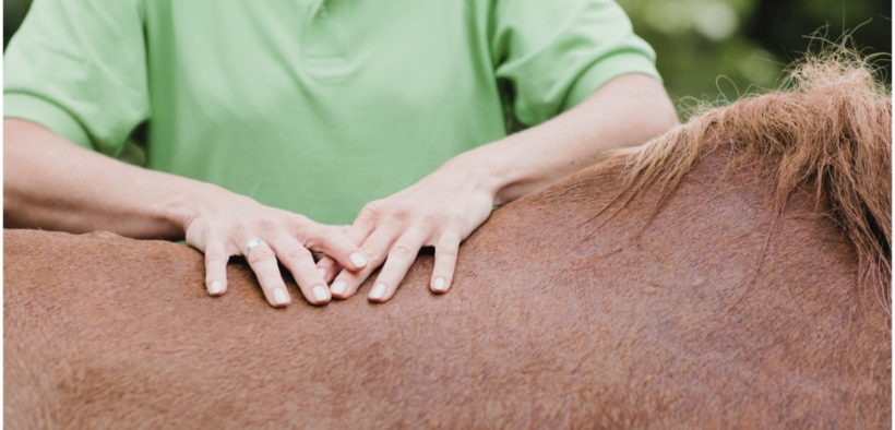 Al via dopo l'estate un nuovo corso di tecniche di massaggio per il cavallo
