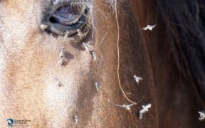 Arriva l'estate: qualche consiglio per combattere alla radice la guerra agli insetti molesti