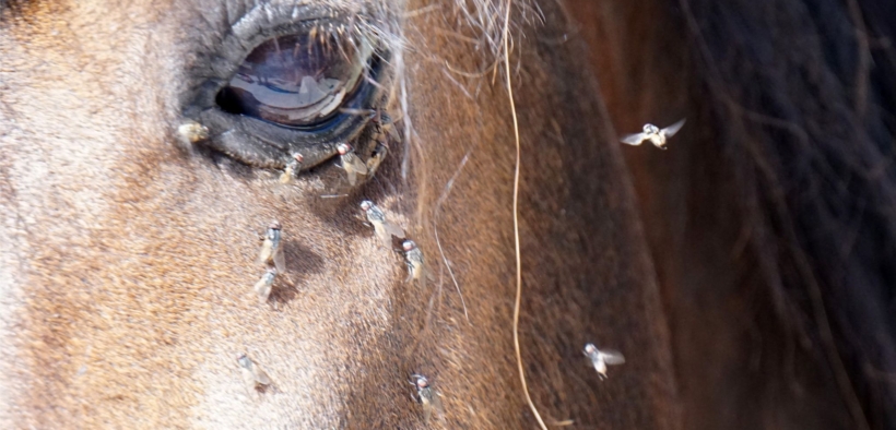 Arriva l'estate: qualche consiglio per combattere alla radice la guerra agli insetti molesti