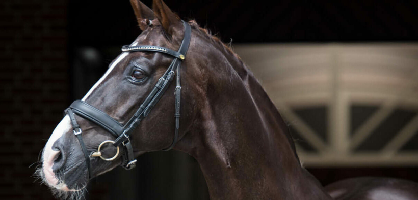 Blue Hors Don Schufro (95077 - Don Schufro)