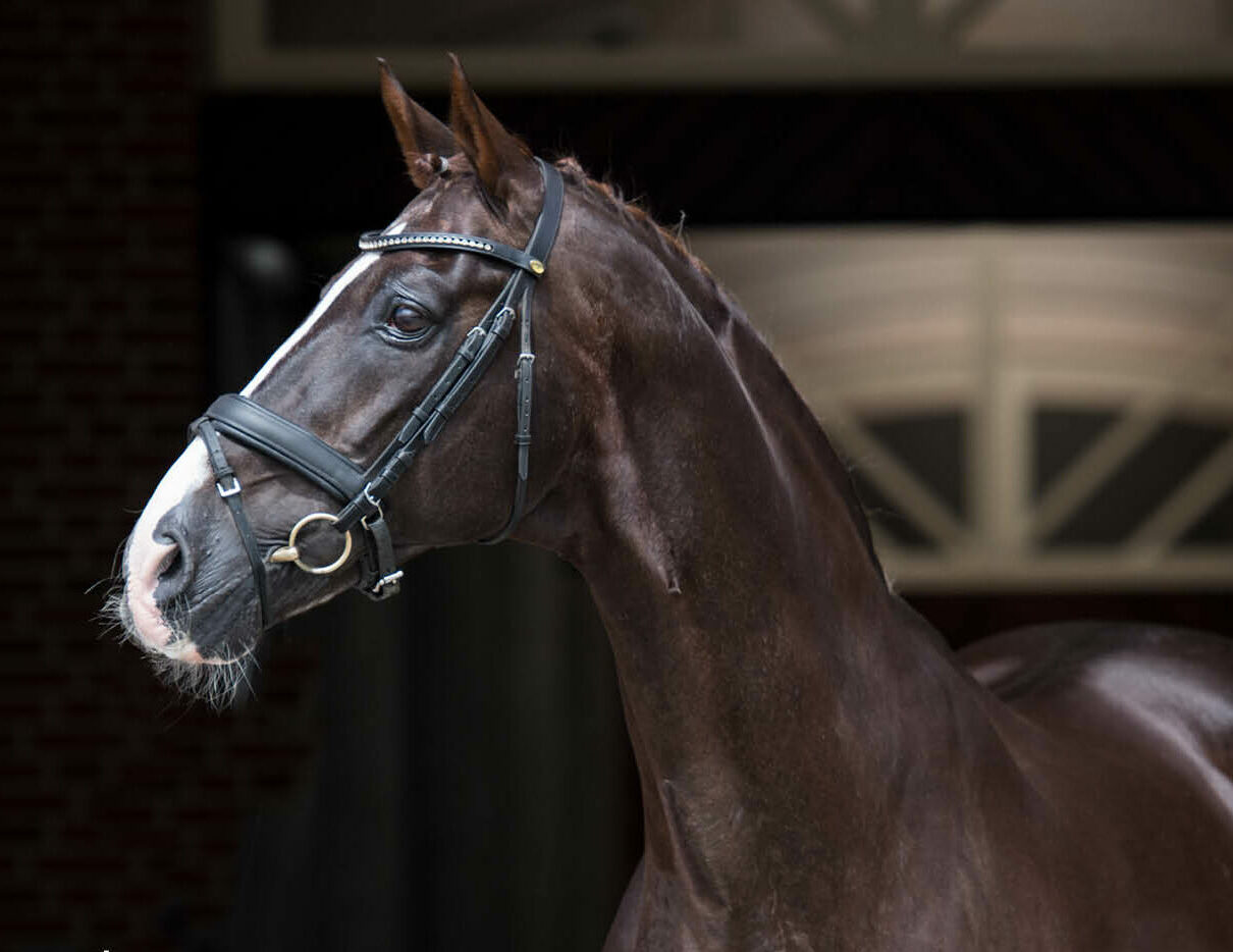 Blue Hors Don Schufro (95077 - Don Schufro)