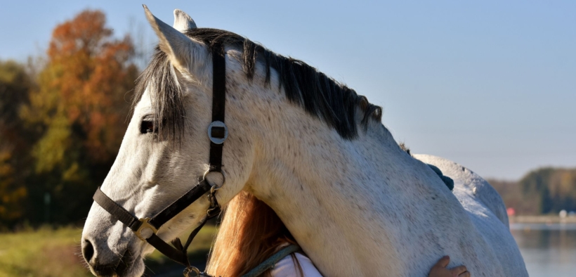 FEI: stanziati 1 milione di franchi svizzeri per il nuovo piano d’azione benessere equino