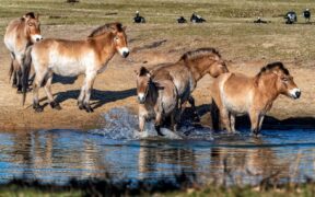 I cavalli di Przewalski reintrodotti in Kazakistan