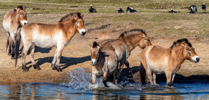 I cavalli di Przewalski reintrodotti in Kazakistan