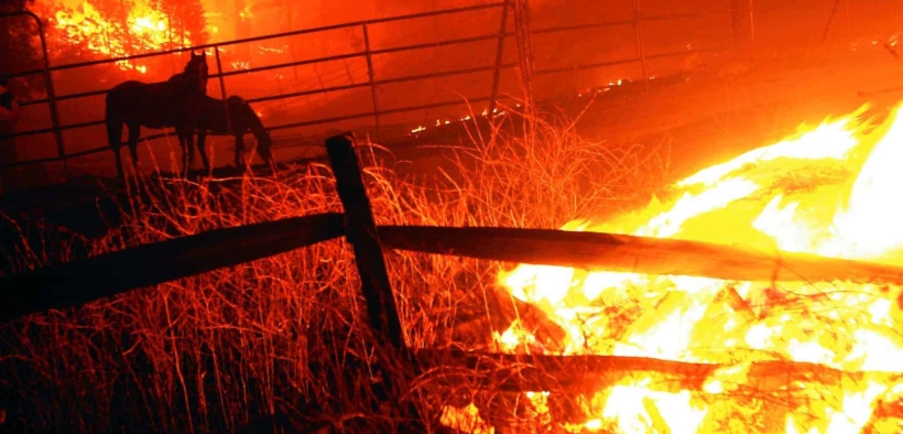 Incendio in Normandia, bilancio drammatico: 70 cavalli morti