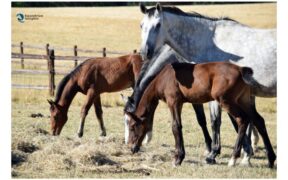 Quanto fieno deve mangiare un cavallo?