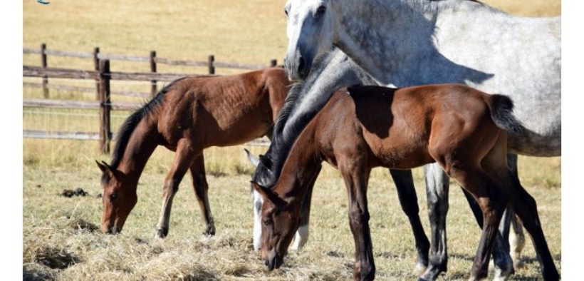 Quanto fieno deve mangiare un cavallo?
