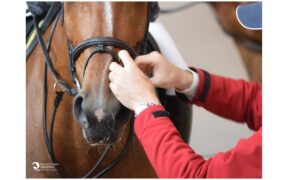 Tutti pazzi per l'equine bit fitter