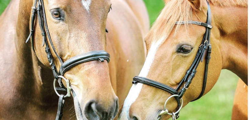 Dressage: capezzina non più obbligatoria nel concorsi nazionali in Nuova Zelanda