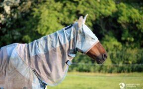 Fotosensibilità/scottature: conosci i problemi presenti in molti cavalli?